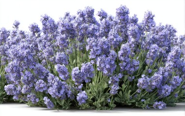 Fototapeta premium Lush lavender bush, vibrant purple flowers