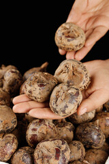 Fresh Water Chestnuts in Hands - Natural Horseshoe Fruit from Hubei China Closeup