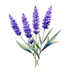 Fototapeta premium Lavender Bouquet Isolated On White Background: A serene watercolor painting presents a close-up of a captivating lavender bouquet, featuring vibrant purple flowers and green leaves.