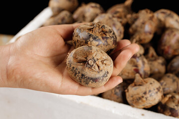 Fresh Water Chestnuts Raw Ingredients Hand Holding Chinese Hubei Province Asian Cooking