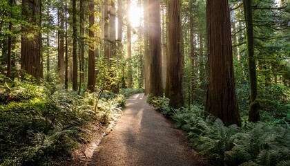 Obraz premium A Serene Forest Path Illuminated By Gentle Sunlight Surrounded By Tall Trees And Lush Greenery Inviting Exploration And Tranquility