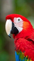 Close-up of a vibrant red and blue macaw