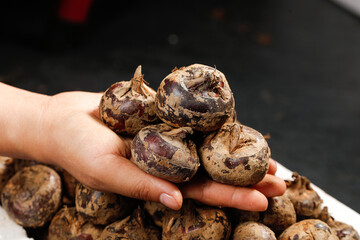 Freshly Harvested Water Chestnuts from Guangxi China Held in Hands Raw Organic Vegetable Ingredient