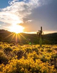 Desert sunset with cacti and wildflowers
