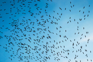 Group of birds (Egrets) flying at the open sky