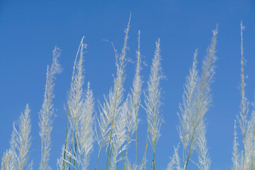 Fototapeta premium Bright Pampas Grass Against Clear Blue Sky in Outdoor Setting