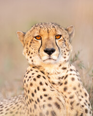 The cheetah (Acinonyx jubatus) is a large cat and the fastest land animal