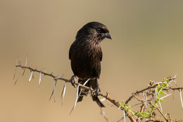 The magpie shrike (Lanius melanoleucus), also known as the African long-tailed shrike, is a species of bird in the family Laniidae