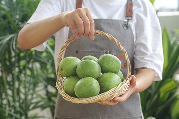 Fresh Luo Han Guo Monk Fruit in Wicker Basket - Guilin Traditional Chinese Medicinal Fruit Studio Shot