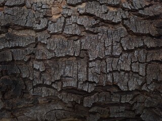 tree bark texture