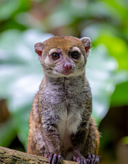 Obraz premium Curious Coati Pup Perched on a Branch
