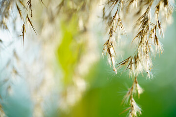 Delicate Grass Seeds Glowing in Natural Soft Light Outdoors