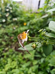 butterfly on a flower