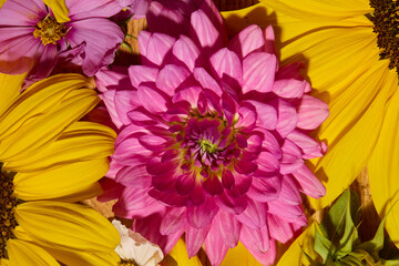 Sunflowers and pink cosmos pattern collage
