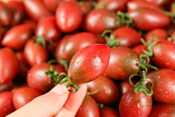 Fresh Small Red Cherry Tomatoes with Water Droplets - Hand Holding Ripe Fruit