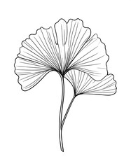 Detailed black-line drawing of a Ginkgo leaf