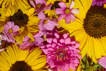 Sunflowers and pink cosmos pattern collage
