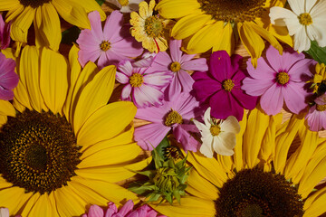 Sunflowers and pink cosmos pattern collage
