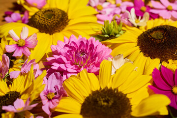 Sunflower, dahlias and cosmos floral background

