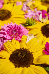 Sunflower, dahlias and cosmos floral background
