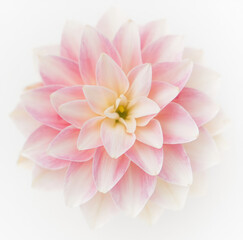 Pink dahlia flower