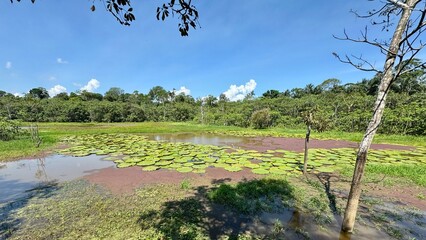 Giant Water Lily Pond with Reflections and Lone Tree in Tropical Jungle Daytime Scene