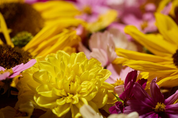 Sunflower, dahlias and cosmos floral background
