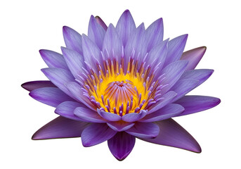 Obraz premium A vibrant, purple lotus flower, exquisitely detailed, blossoms against a stark black backdrop, showcasing its delicate petals and a radiant yellow center.