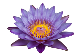 A vibrant, purple lotus flower, exquisitely detailed, blossoms against a stark black backdrop, showcasing its delicate petals and a radiant yellow center.