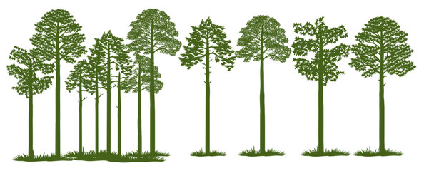 Vector illustration of loblolly pine trees with detailed foliage and upright trunks. Perfect for nature design, forest landscape, graphic decoration, logo, icon, or educational illustration about tree