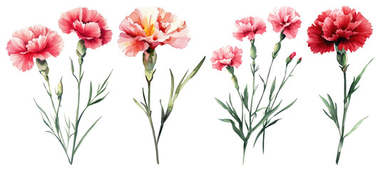 PNG Vibrant Watercolor Carnation Flowers