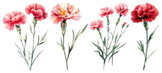 PNG Vibrant watercolor carnation flowers, element set on transparent background