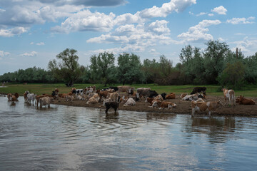 Grazing cows on the banks of the Poldnevnaya River in the Volga Delta on a sunny summer day,...