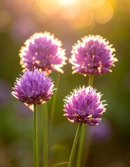 Four purple flowers in sunlight