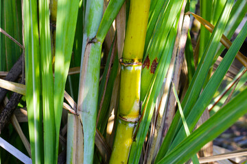 Fototapeta premium Sugar cane plants, sugar cane field