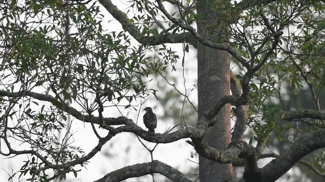 slowmotion-A shikra was perched on a branch scanning the area when a local drongo flew in to harass it, at Kaeng Krachan National Park Thailand