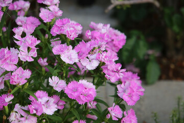 Obraz premium Dianthus flowers blooming beautifully in the garden.