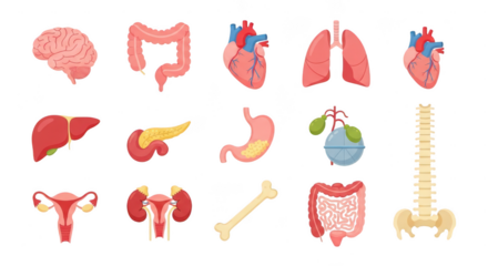 Collection of human organs isolated on transparent background