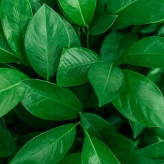 Lush green leaves close-up
