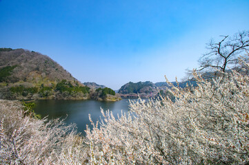 湖と山並みを望む白梅の斜面（月ヶ瀬梅林）