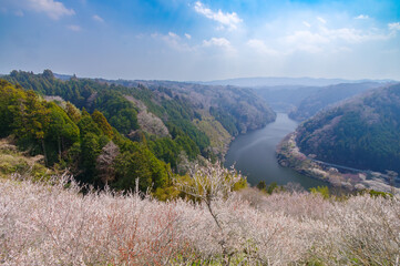 渓谷を見下ろす古木と梅の帯（月ヶ瀬梅林）一目八景