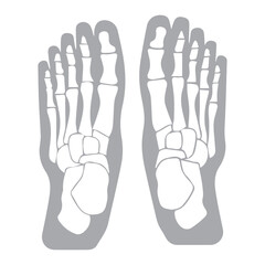 Foot skeleton illustration