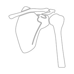 Shoulder Anatomy Outline © Nga