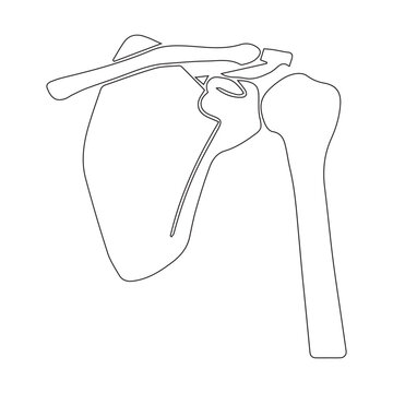 Shoulder Anatomy Outline