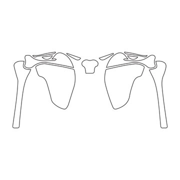 Shoulder Anatomy Illustration