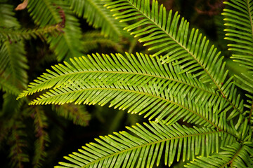 Sticherus flabellatus, also know as shiny fan fern or umbrella fern is a small fern native to eastern Australia and in New Zealand. Green nature background