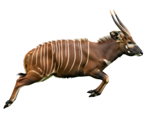 A striking image of a sika deer in motion, displaying its distinctive reddish-brown coat with intricate white stripes and spots against a stark black backdrop.