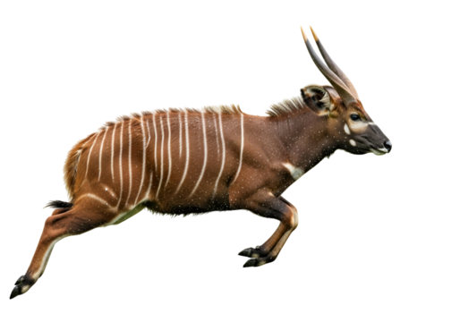 A striking image of a sika deer in motion, displaying its distinctive reddish-brown coat with intricate white stripes and spots against a stark black backdrop.