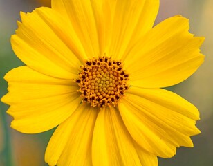 Obraz premium Close-up of a vibrant yellow flower (4)