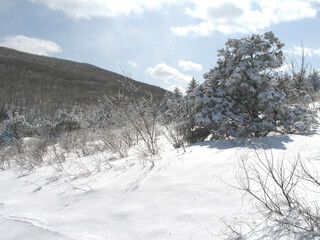 대관령 눈꽃 트래킹